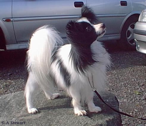 Click here to enlarge the picture